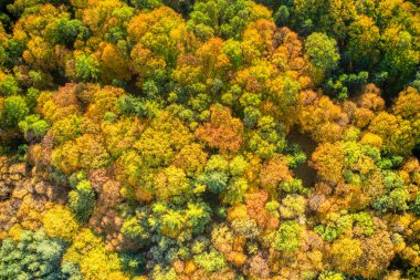 Ağaç yapraklarının sonbahar renklerinde havadan çekilmiş görüntüsü.