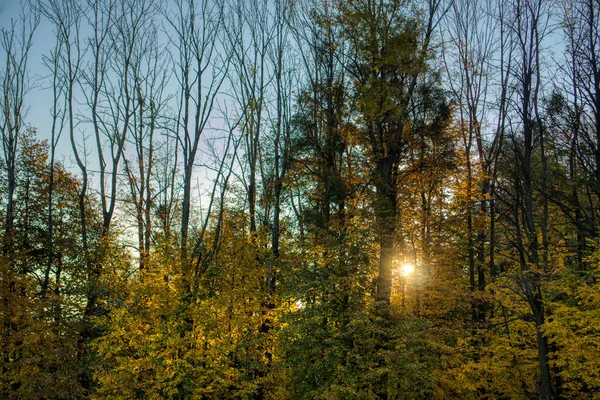 Nascente sol através das árvores nas montanhas — Fotografia de Stock