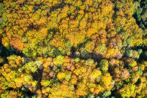 शरद ऋतूच्या रंगात डाग असलेल्या वृक्ष पानांचे हवाई शॉट — स्टॉक फोटो, इमेज