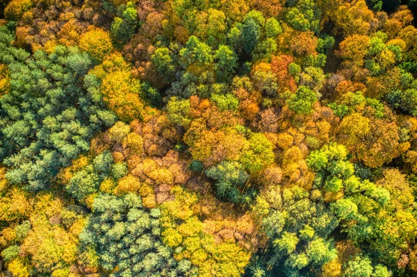 शरद ऋतूच्या रंगात डाग असलेल्या वृक्ष पानांचे हवाई शॉट — स्टॉक फोटो, इमेज