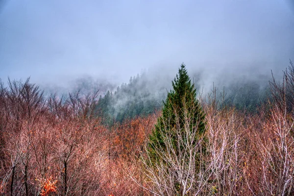 Trees lost in fog in autumn in mountains, Slovakia Mala Fatra — Stock Photo, Image
