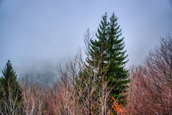 Trees lost in fog in autumn in mountains, Slovakia Mala Fatra — Stock Photo, Image