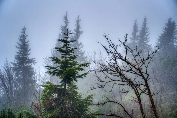Drzewa utracone we mgle jesienią w górach, Słowacja Mala Fatra — Zdjęcie stockowe