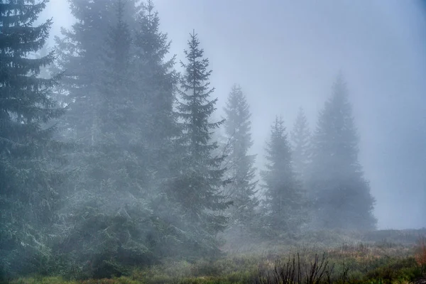 Árboles perdidos en la niebla en otoño en las montañas, Eslovaquia Mala Fatra — Foto de Stock