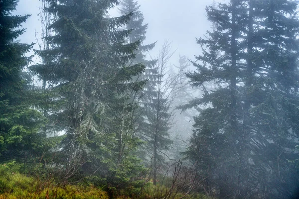 Trees lost in fog in autumn in mountains, Slovakia Mala Fatra — Stock Photo, Image