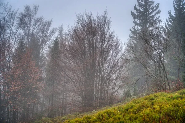 Bäume verloren im Nebel im Herbst in den Bergen, Slowakei mala fatra — Stockfoto
