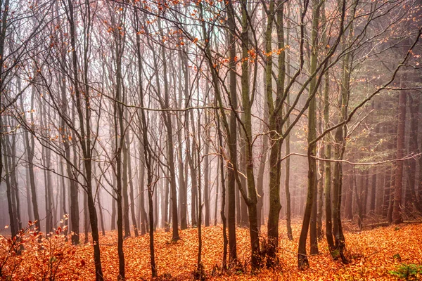 Outono folhas de outono na floresta com belo nevoeiro no fundo, Eslováquia Mala Fatra — Fotografia de Stock