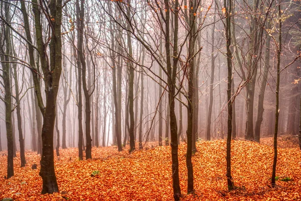 Outono folhas de outono na floresta com belo nevoeiro no fundo, Eslováquia Mala Fatra — Fotografia de Stock