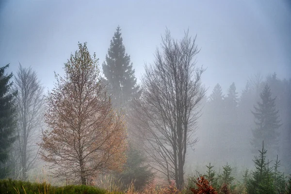 Árvores perdidas em nevoeiro no outono nas montanhas, Eslováquia Mala Fatra — Fotografia de Stock