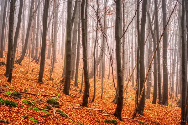 Autunno autunno foglie nella foresta con bella nebbia sullo sfondo, Slovacchia Mala Fatra — Foto Stock