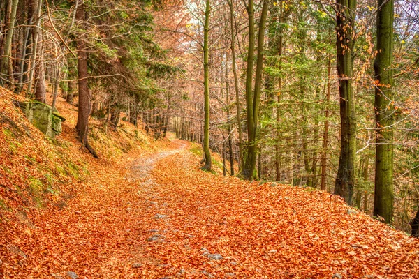 Autunno foglie autunnali su sentiero escursionistico nella foresta in montagna — Foto Stock