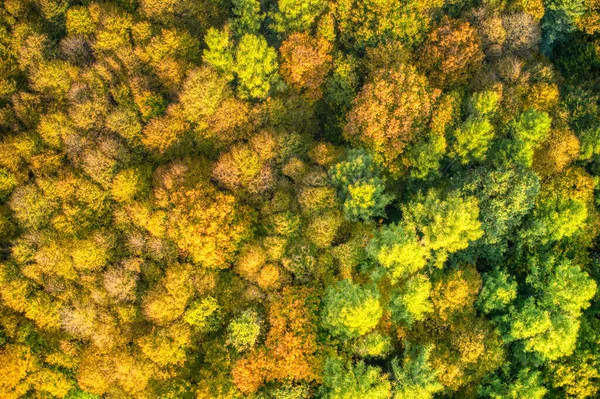 Plano aéreo de hojas de árboles manchadas en colores otoñales —  Fotos de Stock