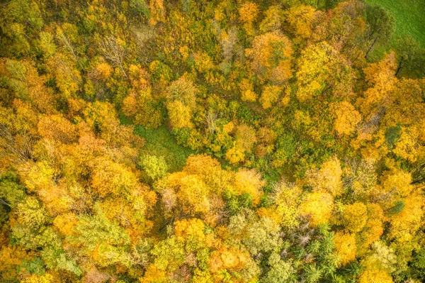 Plano aéreo de hojas de árboles manchadas en colores otoñales — Foto de Stock