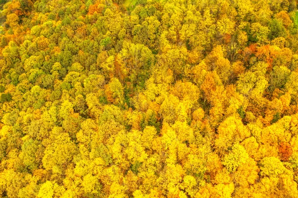 Tiro aéreo de folhas de árvore manchadas em cores de outono — Fotografia de Stock