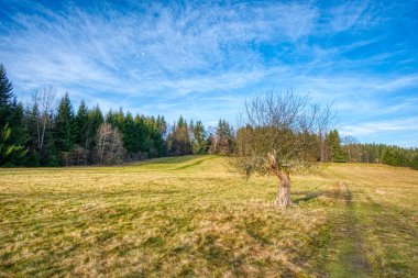 Dağlarda sonbaharda çayırda solmuş yaşlı bir ağaç.