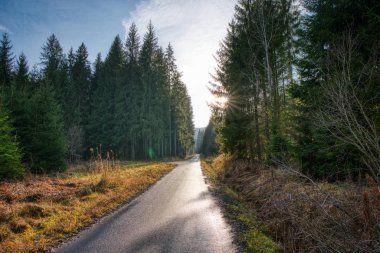 Sonbaharda ladin ormanlarında yol dağlardaki güneş ışığından