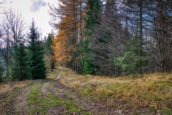 Hermoso camino de tierra en los colores otoñales del bosque — Foto de Stock