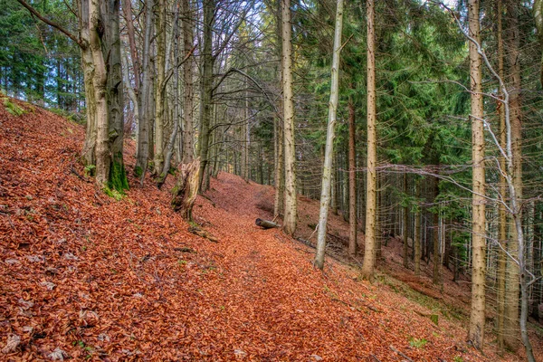 Bos wandelpad in de herfst kleuren bedekt met gebladerte — Stockfoto
