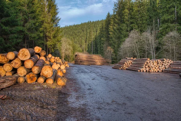 Vedmagasin i skogen innan de transporteras till sågverket — Stockfoto