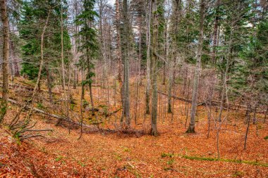 Sonbaharda yere düşen yapraklarla dağlarda güzel bir orman.