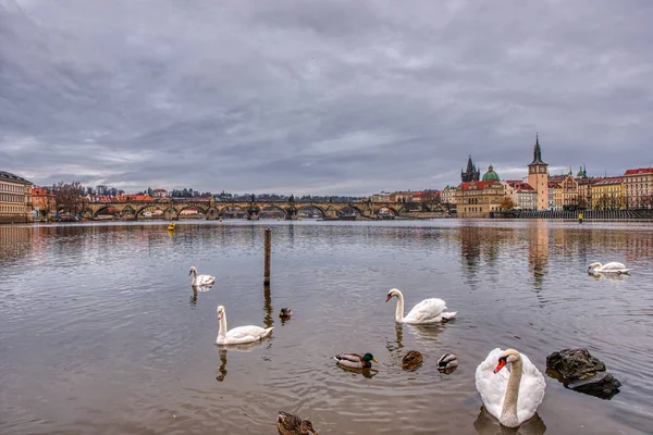 Charles Köprüsü 'nün muhteşem manzarası. Ön planda kuğular, Prag. — Stok fotoğraf