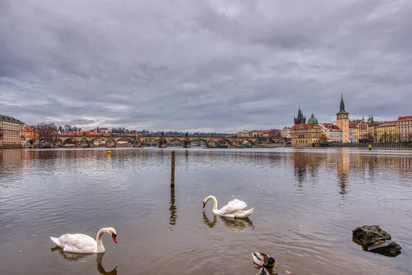 Чудовий вигляд Карлового мосту з лебедями на передньому плані (Прага). — стокове фото
