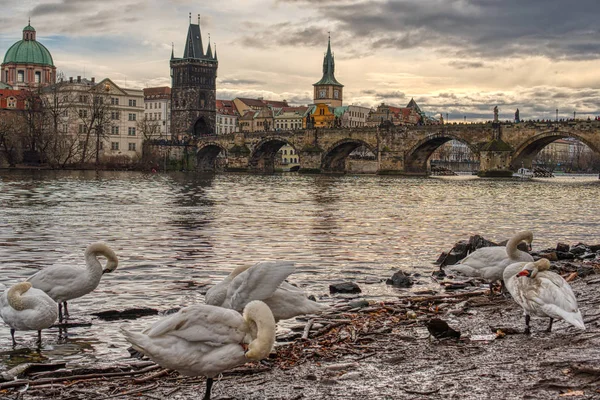 Cisnes a orillas del río Moldava y al fondo el Puente de Carlos —  Fotos de Stock