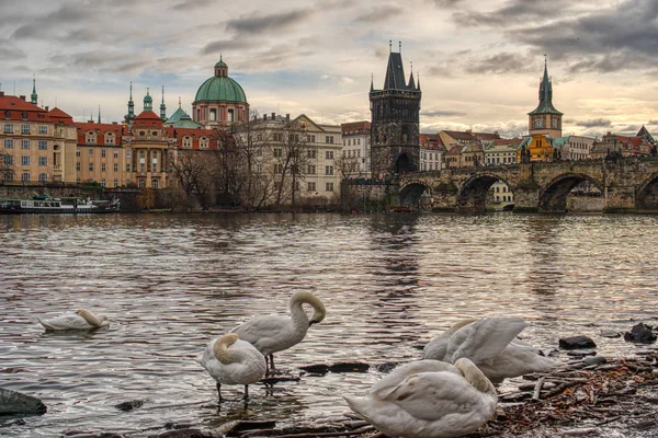 Cisnes a orillas del río Moldava y al fondo el Puente de Carlos —  Fotos de Stock