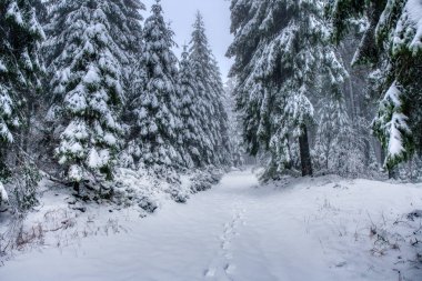 Dağlarda kar altında yürüyüş yolu sisli, ladin ormanlı, Beskydy dağları
