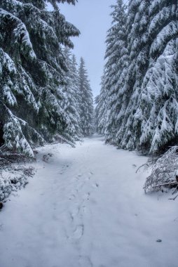 Dağlarda kar altında yürüyüş yolu sisli, ladin ormanlı, Beskydy dağları