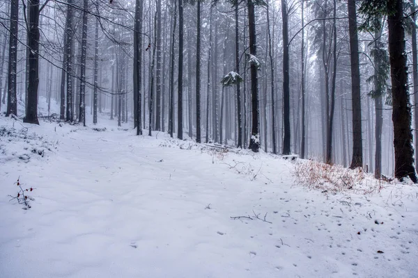 Sentiero forestale sotto la neve in montagna con nebbia, con bosco di abeti rossi, montagne Beskydy — Foto Stock