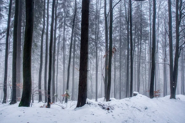 Forest path under snow in mountains with fog, with spruce forest, Beskydy mountains — Stock Photo, Image