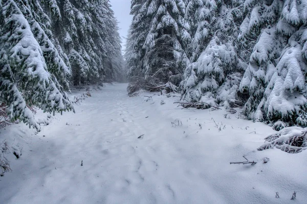 Sentiero escursionistico sotto la neve in montagna con nebbia, con bosco di abeti rossi, montagne Beskydy — Foto Stock