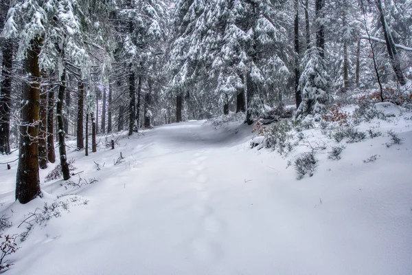 Sentiero escursionistico sotto la neve in montagna con nebbia, con bosco di abeti rossi, montagne Beskydy — Foto Stock
