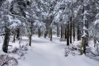 Dağlarda kar altında yürüyüş yolu sisli, ladin ormanlı, Beskydy dağları