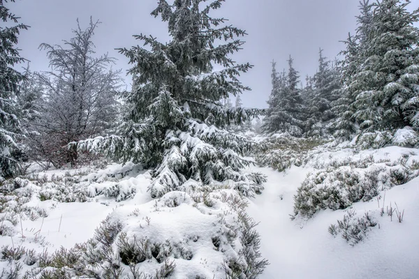 山上美丽的雪地云杉树 — 图库照片