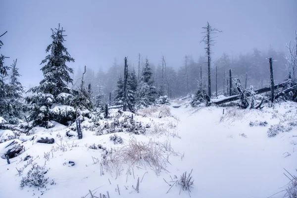 Wanderweg unter Schnee in Bergen mit Nebel, mit Fichtenwald, schneebedeckten Bergen — Stockfoto