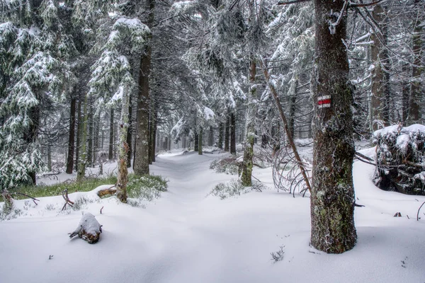 Un sentiero nascosto nella neve nel bosco ha lasciato solo il segno sull'albero — Foto Stock