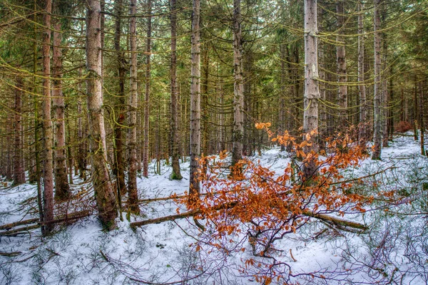 Zasněžený les na Travně v Beskydech — Stock fotografie