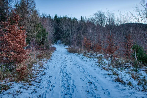 Een kleine besneeuwde weg met bomen eromheen — Stockfoto