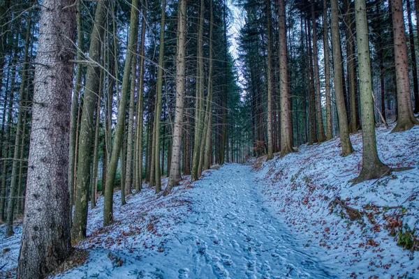 Geruïneerd met sneeuw bedekt bergpad in het bos — Stockfoto