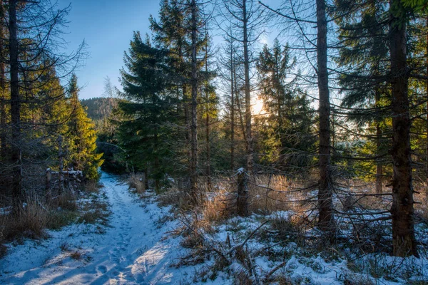 Wandelpad in de bergen met bos rond en prachtige zon — Stockfoto