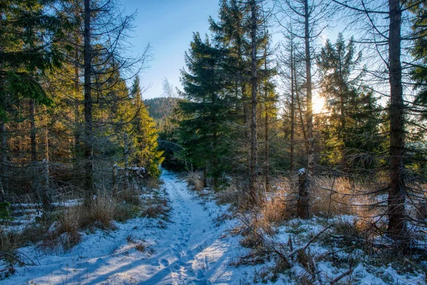 Wandelpad in de bergen met bos rond en prachtige zon — Stockfoto