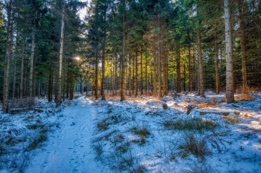 Kısmen ormanla kaplı dağlarda kar izleri, ağaçların arasından parlayan güneş, Beskydy.