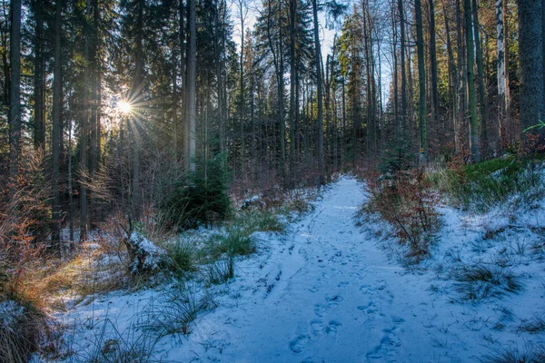 Wandelpad in het bos met sneeuw bedekt met zon schijnt door bomen — Stockfoto