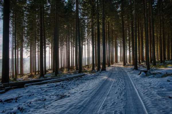 snow covered road in forest in Beskydy mountains