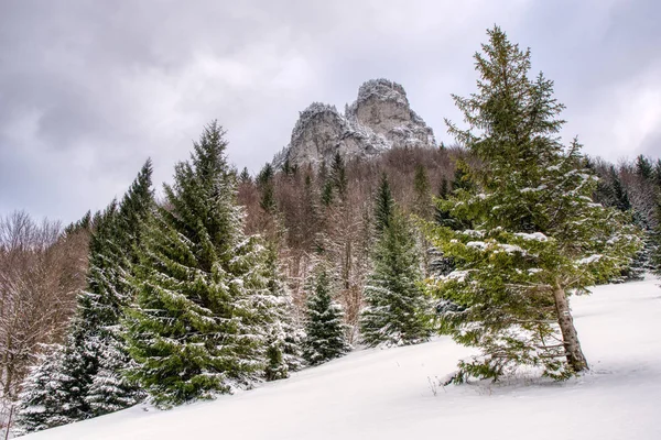 Majestuosas abetos blancos que brillan por la luz del sol. Pintoresca y hermosa escena invernal. eslovakia mala fatra —  Fotos de Stock