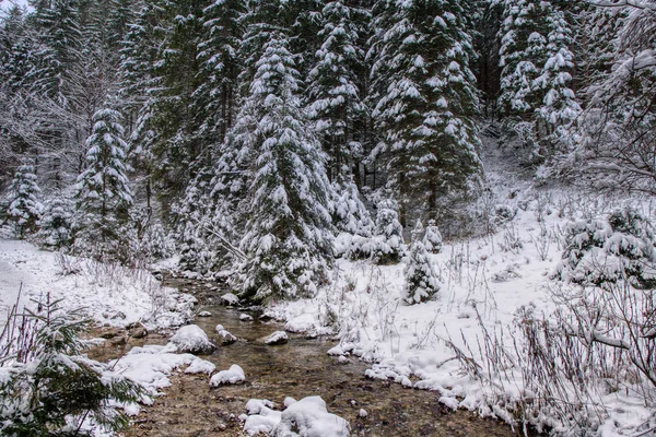 Paisaje invernal en montañas con ríos y árboles bellamente nevados, Eslovaquia Mala Fatra, hoyo Janosikove — Foto de Stock
