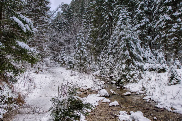 Paisaje invernal en montañas con ríos y árboles bellamente nevados, Eslovaquia Mala Fatra, hoyo Janosikove — Foto de Stock
