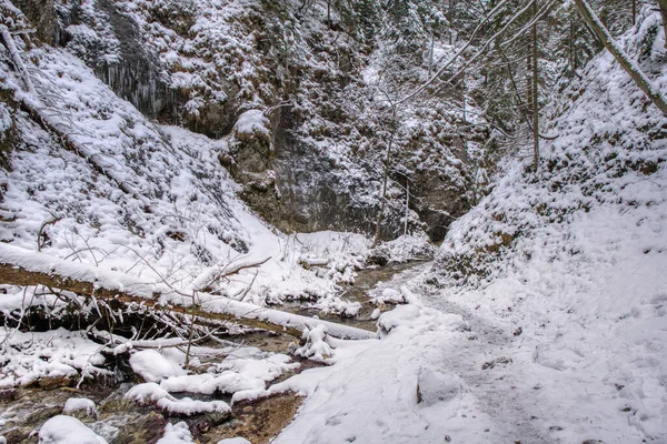 Paisagem de inverno em montanhas com rio e árvores lindamente nevadas, Eslováquia Mala Fatra, Janosikove buraco — Fotografia de Stock
